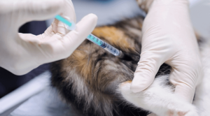 Pet vaccinations in Port Huron, MI