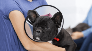 Spaying and neutering in Port Huron, WI