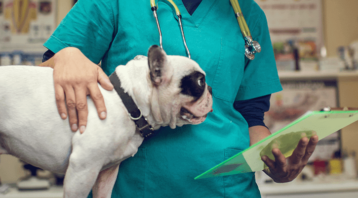 Pet surgery in Port Huron, MI